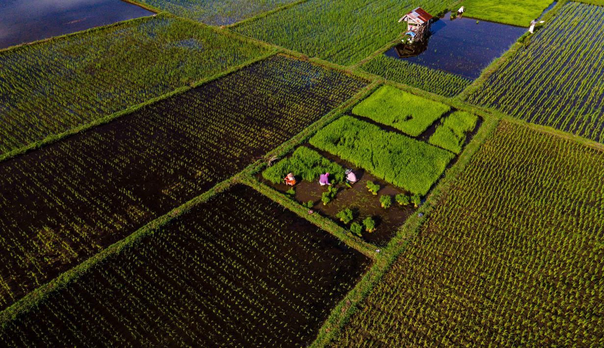 Untuk diketahui, pada 2025, luas panen padi di Provinsi Aceh diperkirakan mencapai 307,29 ribu hektare. Tampak foto udara memperlihatkan para petani menarik bibit padi untuk ditanam di sawah di Lhoknga, Provinsi Aceh, pada Kamis 20 November 2025. (CHAIDEER MAHYUDDIN/AFP)