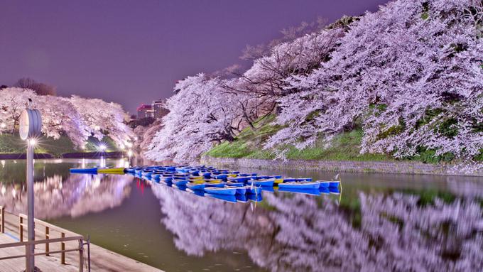 8 Potret untuk Terpukau dengan Pesona Bunga Sakura 