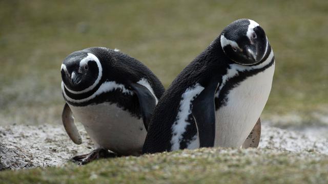 Melihat Aneka Jenis Penguin di Kepulauan Falkland