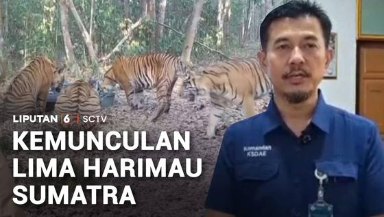 Lima Harimau Sumatra Terekam Minum di Penampungan Air Way Kambas