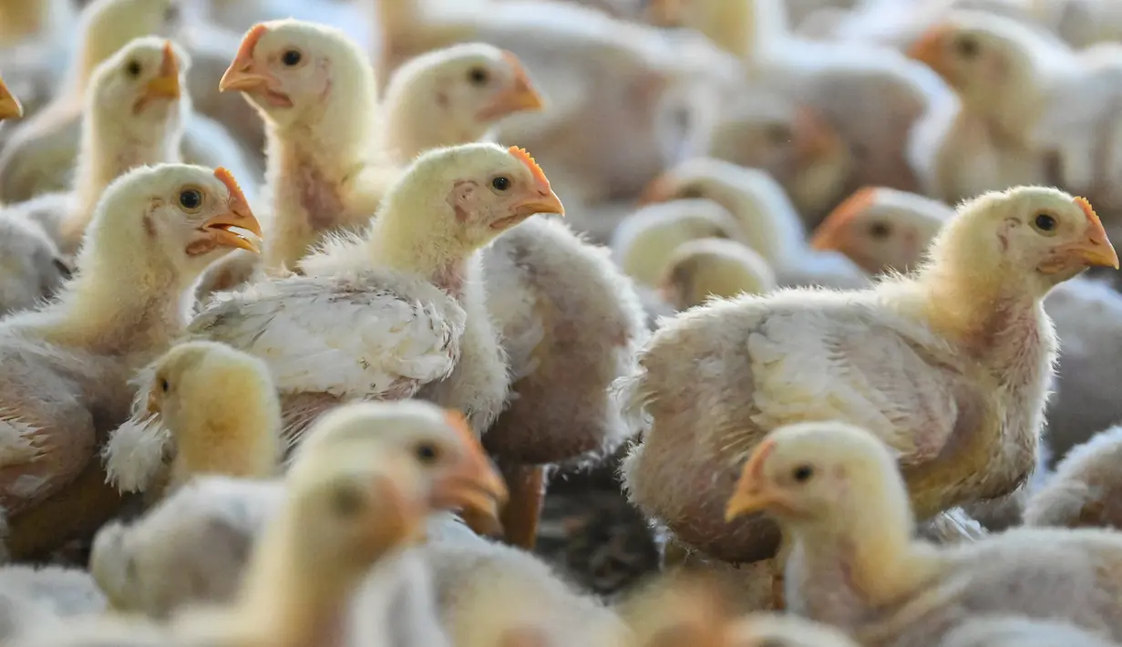 Anak ayam terlihat di sebuah peternakan unggas selama pemeriksaan yang dilakukan oleh pegawai pemerintah untuk memeriksa tanda-tanda infeksi flu burung di Darul Imarah, Kabupaten Aceh Besar, Provinsi Aceh, Kamis (2/32023). Dinas Peternakan Provinsi Aceh melakukan disinfektan, pemeriksaan kesehatan, dan monitoring ke sejumlah usaha peternak unggas dalam upaya pencegahan flu burung. (CHAIDEER MAHYUDDIN/AFP)