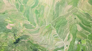 Foto dari udara yang diabadikan pada 29 Juni 2020 ini menunjukkan pemandangan sawah terasering di Xinmin, Kota Panzhou, Provinsi Guizhou, China barat daya. (Xinhua/Tao Liang)