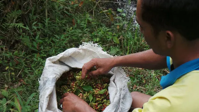 petani cengkih