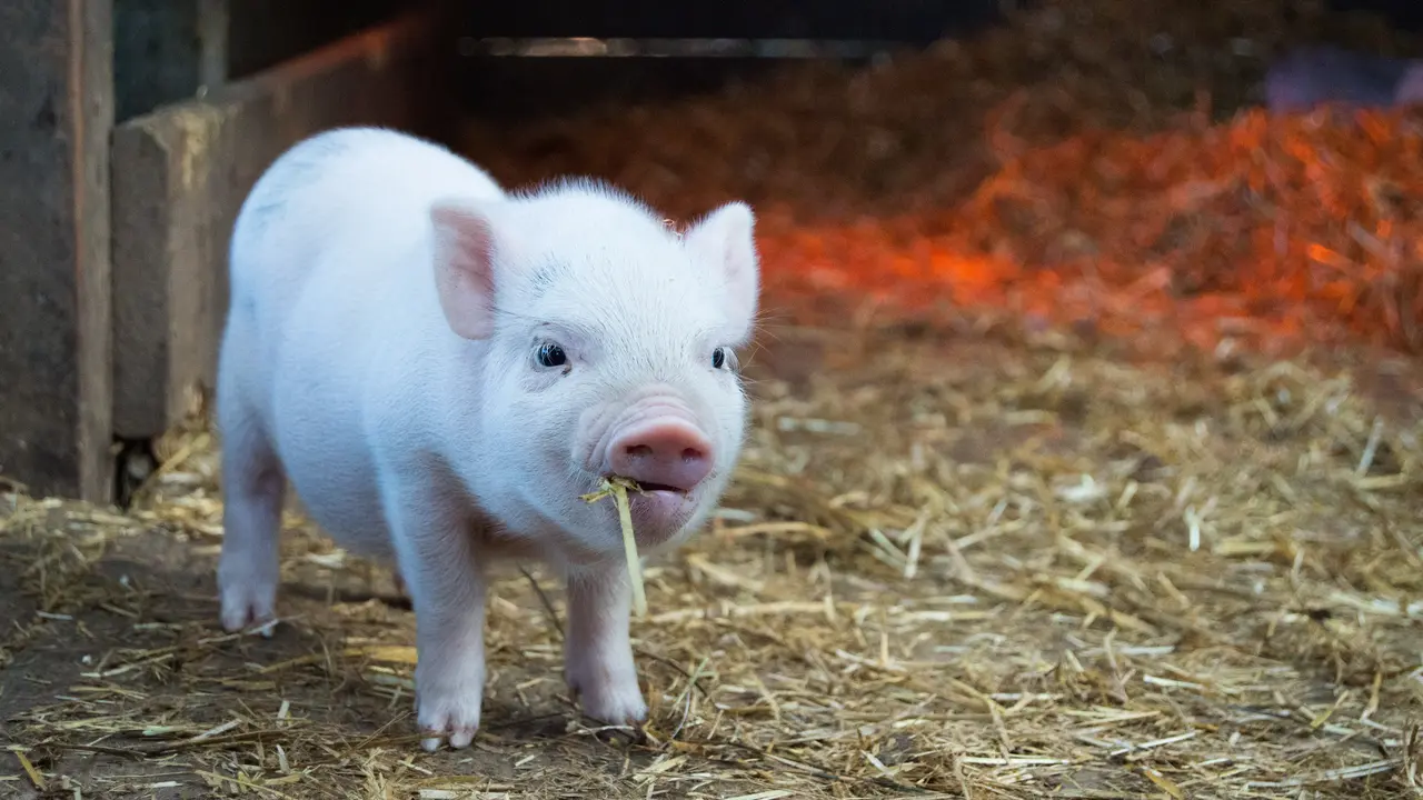 babi