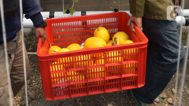 Panen Melon Urban Farming Jakarta