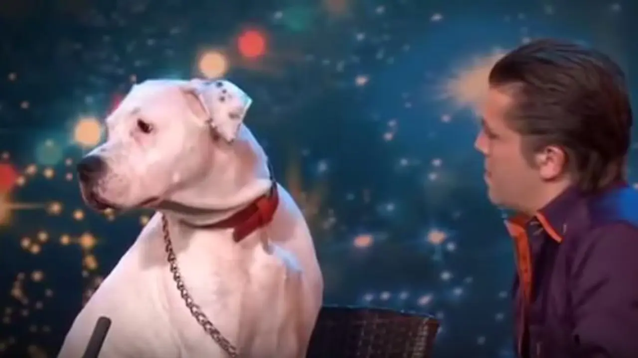 Anjing Lucu Nyanyikan Lagu Whitney Houston 'I Will Always Love U'