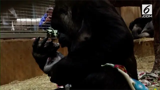 Kelahiran Moke dari induk gorila bernama Calaya di Smithsonian National Zoo & Conservation Biology Institute di Washington, D.C. Amerika Serikat.