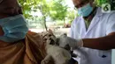 Dokter hewan dari  Suku Dinas Ketahanan Pangan Kelautan dan Pertanian Jakarta Selatan menyuntikkan vaksin antirabies kepada seekor kucing di Perumahan Bumi Karang Tengah, Jakarta Selatan, Selasa (21/9/2021). Kegiatan ini dilakukan secara gratis. (merdeka.com/Arie Basuki)
