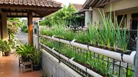 7 Model Teras dengan Daun Bawang dalam Talang PVC, Ide Berkebun yang Hemat Tempat