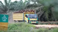 Ilustrasi truk angkut sawit (Dok: PT Austindo Nusantara Jaya Tbk)