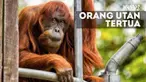 Puan kini mempunyai 11 anak dan telah menjadi nenek.