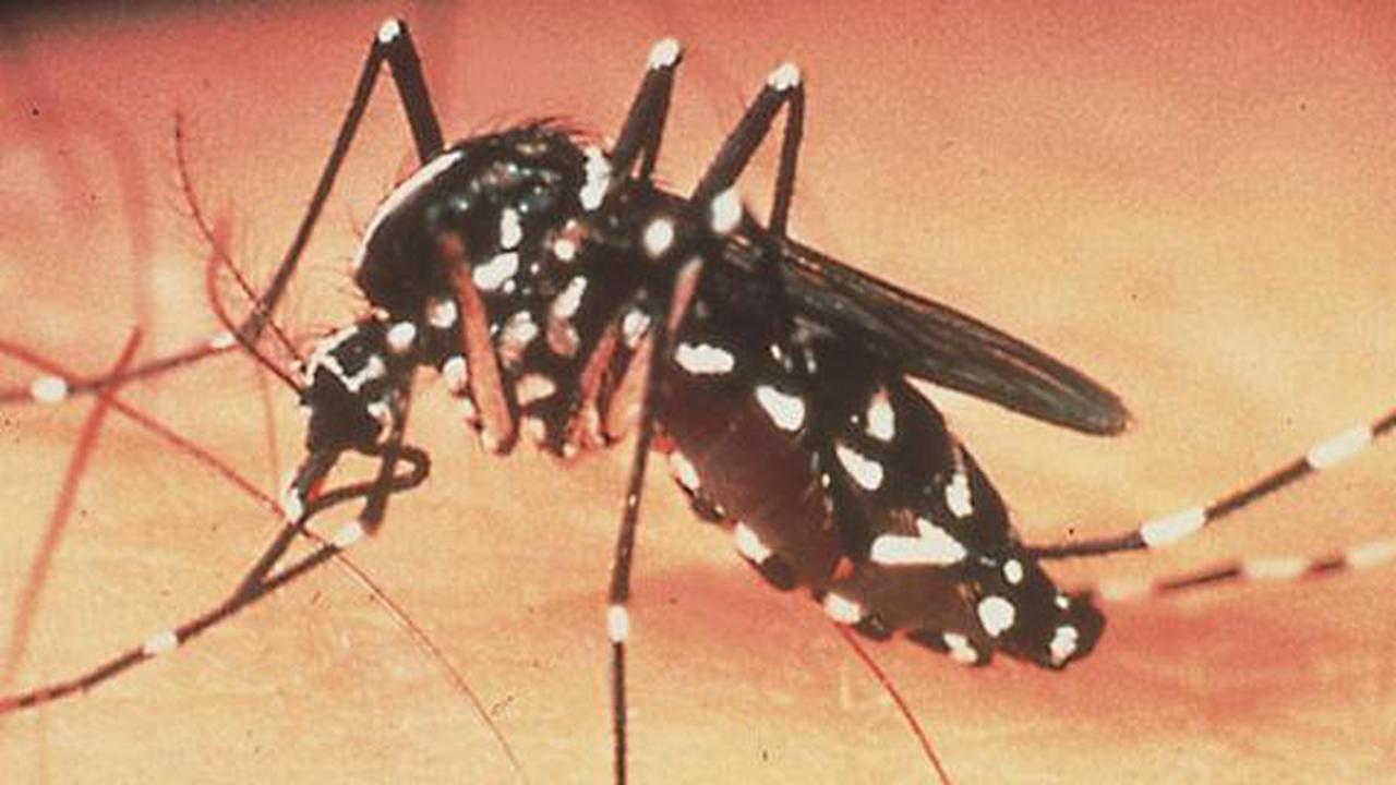 Uji Klinis Sukses, Vaksin DBD Siap Digunakan 2015