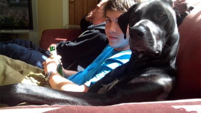 Anjing layaknya manusia (Sumber: Brightside)