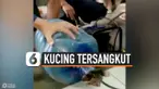 KASIHAN, ANAK KUCING TERSANGKUT DI GALON AIR