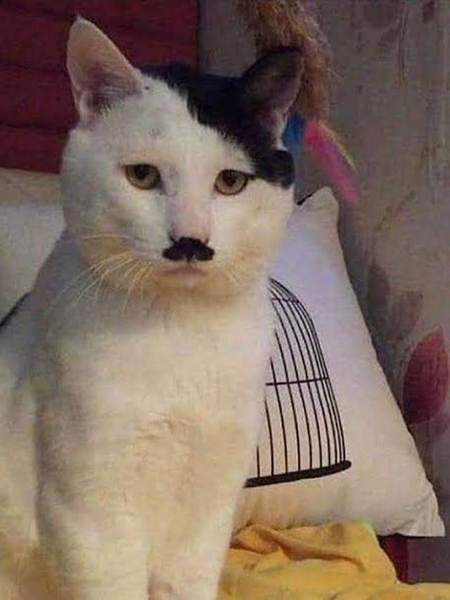 8 Motif Bulu Kucing Hitam Putih Ini Unik Banget, Bikin Senyum Sendiri