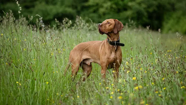 Vizsla
