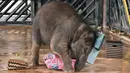 Bayi gajah bernama Neha menerima hadiah jelang ulang tahun pertamanya di Night Safari, Singapura, Kamis (11/5). Neha adalah bayi gajah Asia yang lahir pada tanggal 12 Mei, dan menjadi terkenal karena tingkahnya yang lucu. (AFP/ ROSLAN RAHMAN)