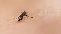 Deadly Animals: 5 Most Deadly Creatures to Humans