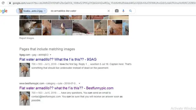 Hasil penelusuran google image hoaks burung hantu