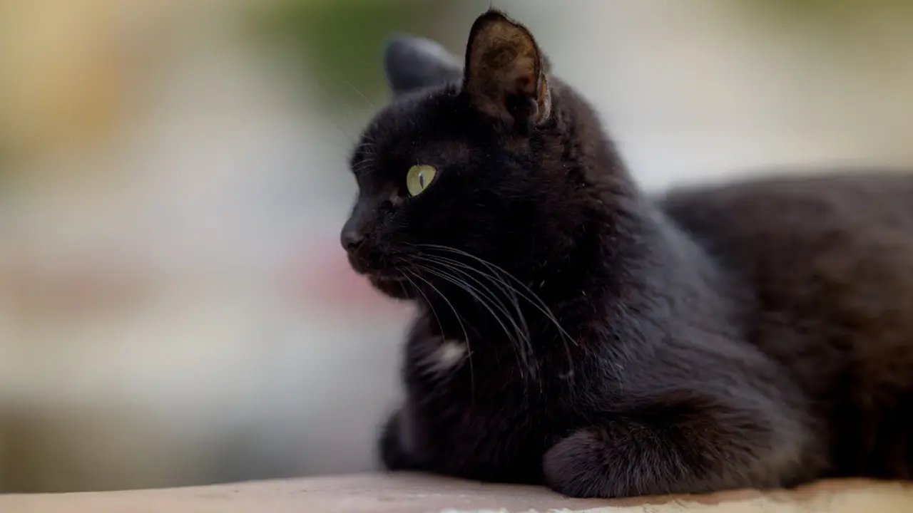 Ilustrasi kucing hitam