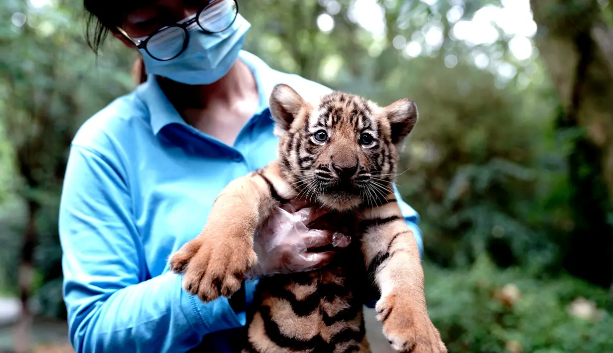 Penjaga kebun binatang menggendong anak harimau China Selatan di Kebun Binatang Shanghai di Shanghai, China timur (28/8/2020). Kebun Binatang Shanghai meluncurkan kampanye publik untuk memberikan nama kepada keempat anak harimau betina yang lahir pada 4 Juli 2020 tersebut. (Xinhua/Zhang Jiansong)
