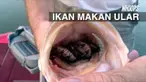 Walaupun terbilang kecil, ular ini cukup mematikan jika menggigit manusia. 
