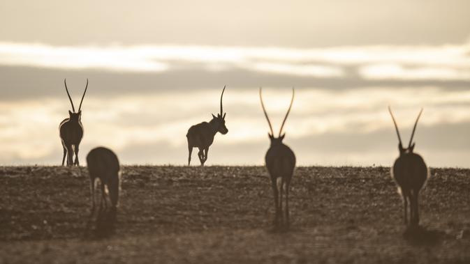 Foto yang diabadikan pada 31 Januari 2019 menunjukkan kawanan antelop Tibet di wilayah Shuanghu, Daerah Otonom Tibet, China. Dengan upaya dari atas ke bawah, populasi antelop Tibet di Tibet meningkat dari sekitar 50.000 ekor pada 1990-an menjadi lebih dari 200.000 ekor saat ini. (Xinhua/Purbu Zhaxi)