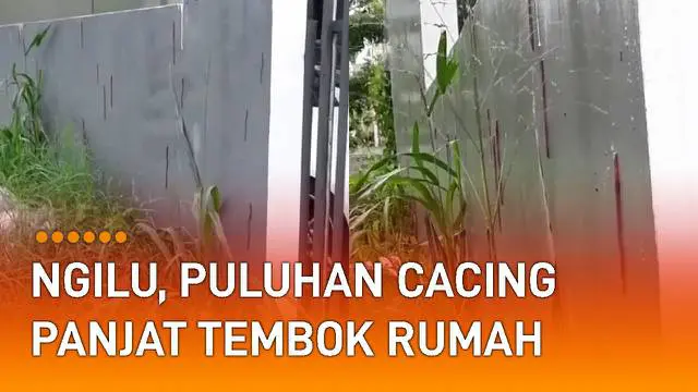 Puluhan cacing panjat tembok sebuah rumah mengundang perhatian.