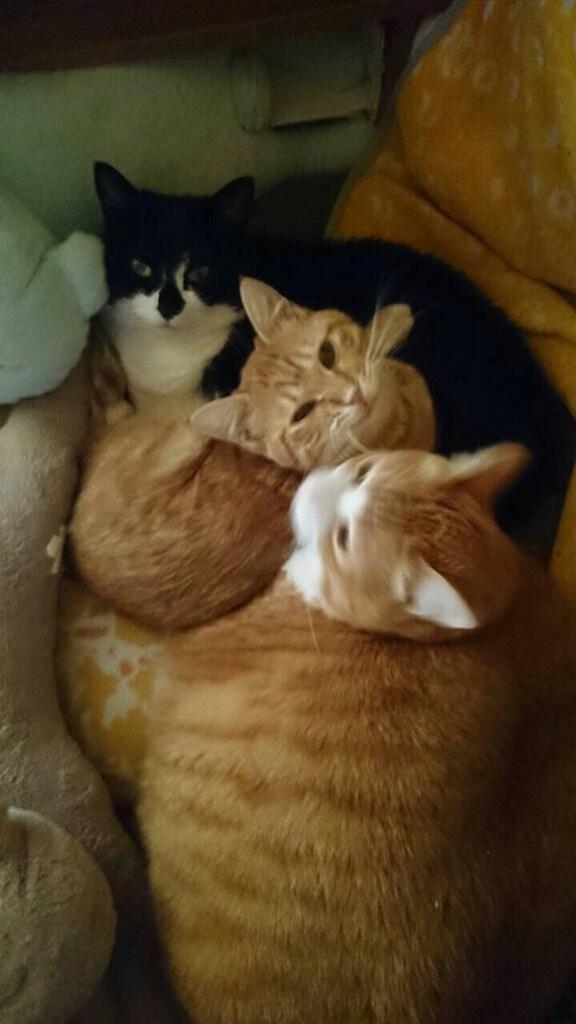 Kintoki dengan Yun Dan Fua | Photo copyright Rocketnews24.com