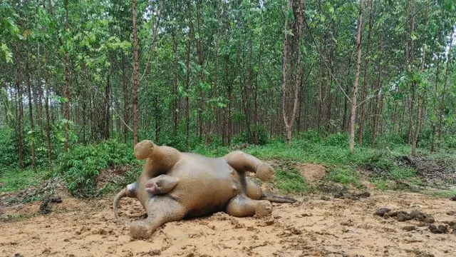 Gajah mati di Kabupaten Bengkalis.