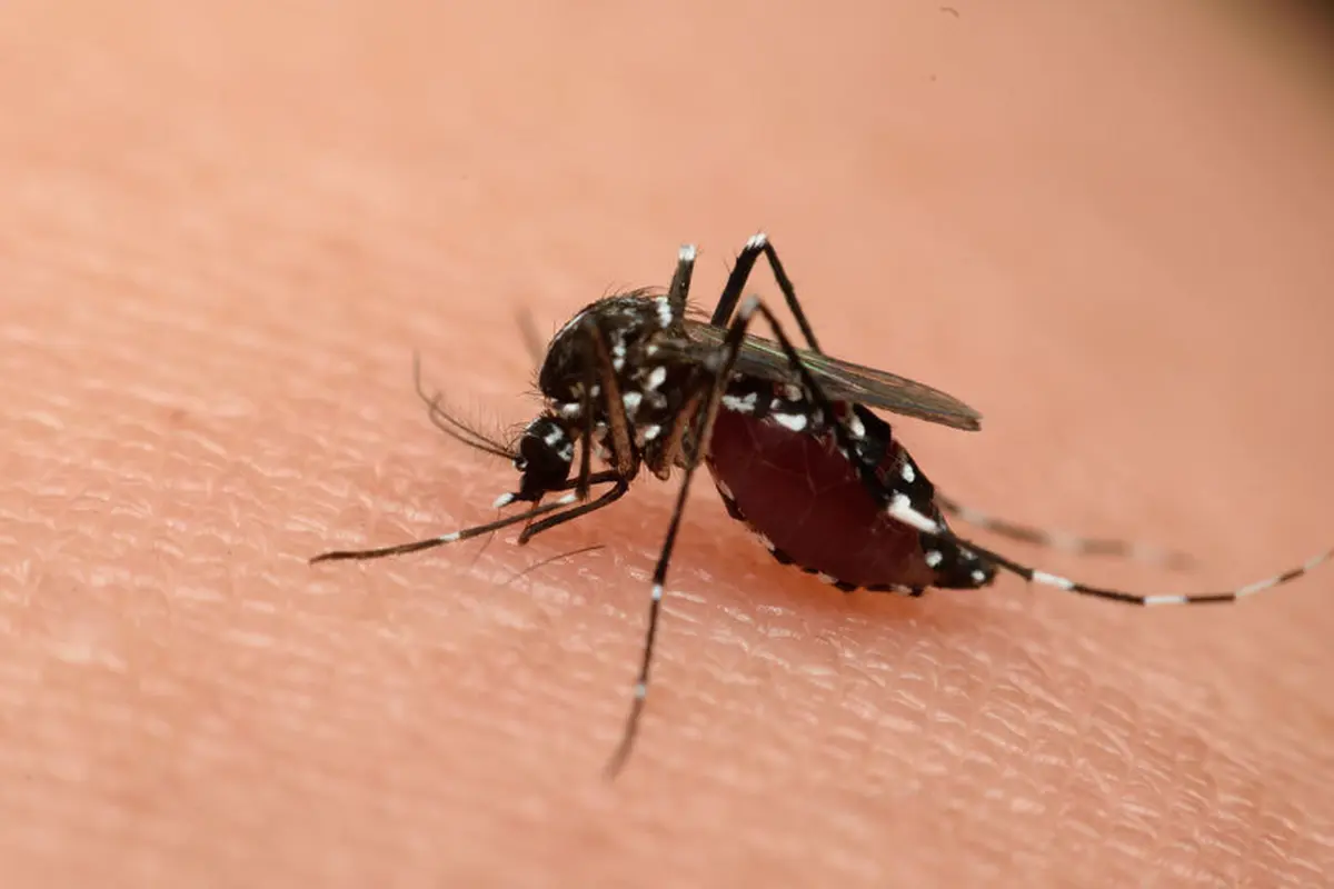 Demam Berdarah Dengue