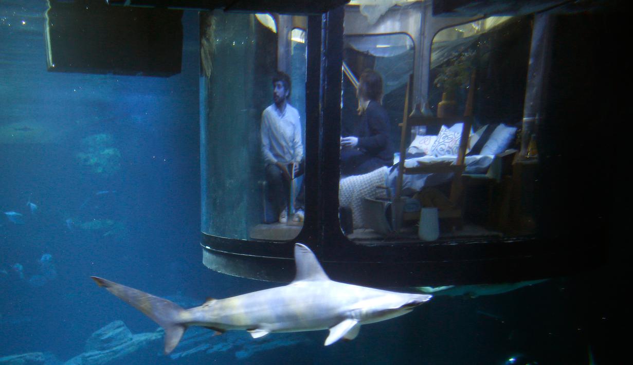 Hiu melintasi kamar berisi pengunjung yang tengah bermalam di hotel bawah air Aquarium of Paris, Prancis, 14 Maret 2016. Hotel yang dibuat oleh Airbnb dan Aquarium of Paris tersebut menawarkan sensasi menginap yang menegangkan. (REUTERS/Charles Platiau)