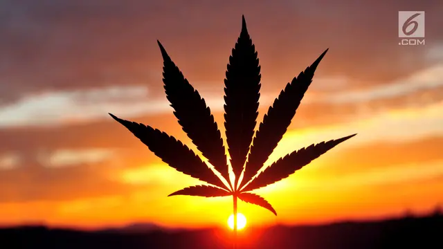 Ganja atau Mariyuana