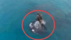 Misteri Daratan Baru di Dekat Anak Krakatau