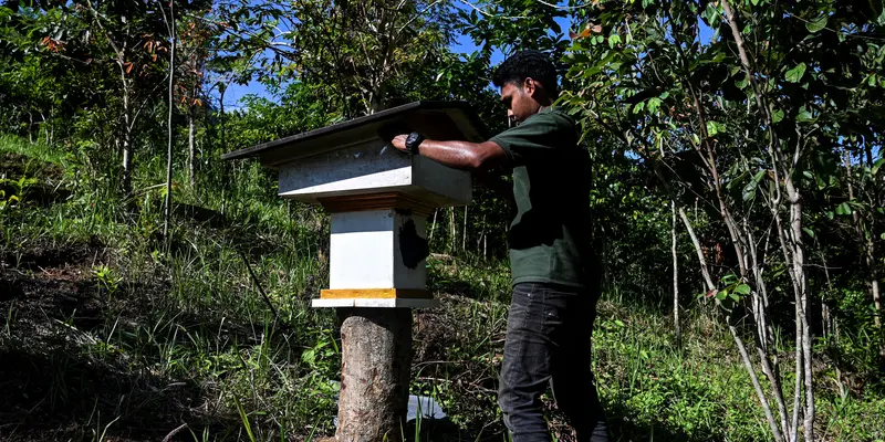 Menengok Peternakan Lebah Madu di Aceh