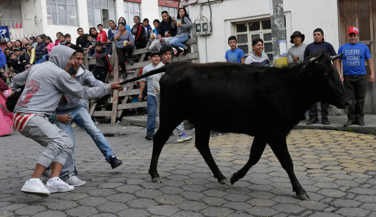 Sejumlah pria menarik ekor banteng muda dalam acara lari dikejar banteng di Pillaro, Ekuador, 4 Agustus 2018. Dalam acara ini, lusinan banteng dilepas dan berlari menabraki para pengunjung yang memadati jalan. (AP/Dolores Ochoa)