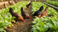 7 Cara Menggabungkan Ayam Kampung dan Kebun Sawi di Rumah, Hemat Belanja Sayur dan Pakan Harian