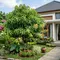 10 Pohon Buah yang Tetap Cantik Sebelum Berbuah, Cocok untuk Taman Rumah