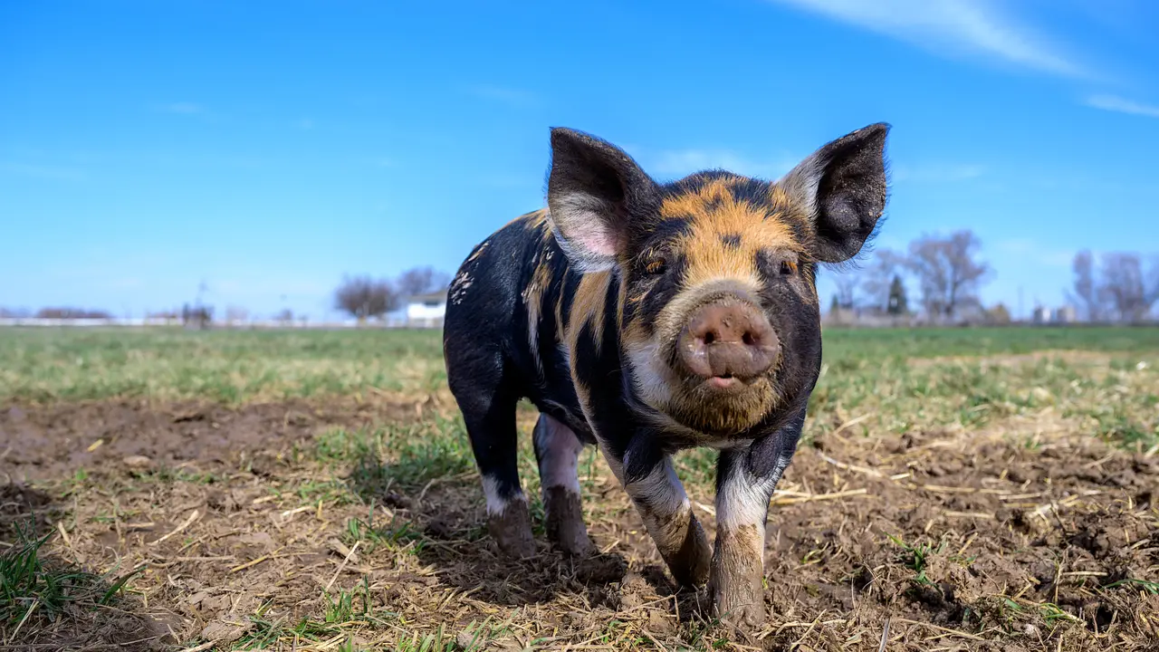 babi