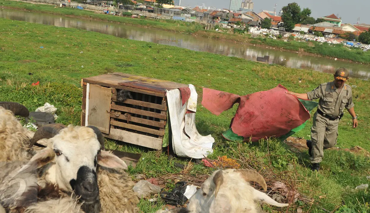 Seorang petugas Satpol PP saat penertiban gubuk liar disepanjang Jalan Inspeksi Kanal Banjir Barat (KBB), Rabu (13/7). Penertiban dilakukan lantaran gubuk liar tersebut berdiri di bahu jalan dan mengganggu ketertiban umum. (Liputan6.com/Gempur M Surya)
