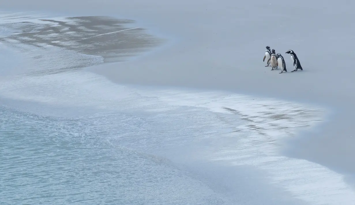 Beberapa penguin Magellan terlihat di Gypsy Cove, Kepulauan Falkland (Malvinas), Stanley, Inggris, 11 Oktober 2019. Di wilayah Inggris di Samudra Atlantik Selatan tersebut terdapat penguin jenis King, Rockhopper, Gentoo, Magellanic, dan Macaroni. (Pablo PORCIUNCULA BRUNE/AFP)