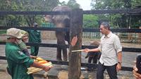 Penjabat (Pj) Gubernur DKI Jakarta Heru Budi memberi nama anak gajah sumatera dan jerapah di Taman Margasatwa Ragunan pada Jumat (3/2/2023). (Merdeka.com/ Lydia Fransisca)