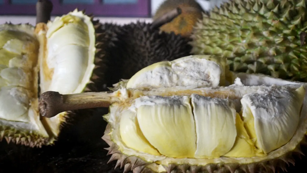 Menikmati legitnya durian unggulan Banyumas. (Liputan6.com/Muhamad Ridlo)
