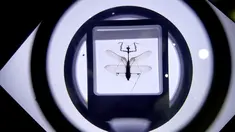 Sebuah spesimen serangga terlihat di Museum Entomologi Shanghai di Shanghai, China timur (24/8/2020). Selama Festival Sains Shanghai yang berlangsung dari 23-29 Agustus, Museum Entomologi Shanghai akan menyuguhkan livestreaming tentang sains, pengalaman interaktif. (Xinhua/Zhang Jiansong)