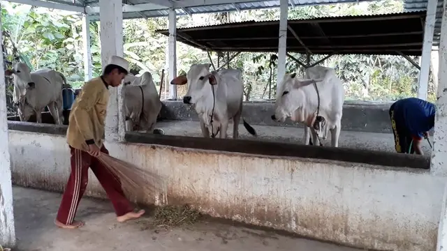 Santri merawat sapi dalam pertanian terpadu yang dikembangkan di Pesantren rubat Mbalong Ell Firdaus, Cilacap. (Foto: Liputan6.com/Muhamad Ridlo)