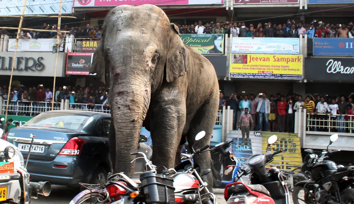 Seekor gajah liar mengamuk di depan pusat perbelanjaan di Siliguri negara bagian Bengal Barat, India, Rabu (10/2). Gajah itu merusak sekitar 100 rumah, toko-toko, dan bangunan lainnya serta kendaraan. (AFP PHOTO/Diptendu Dutta)