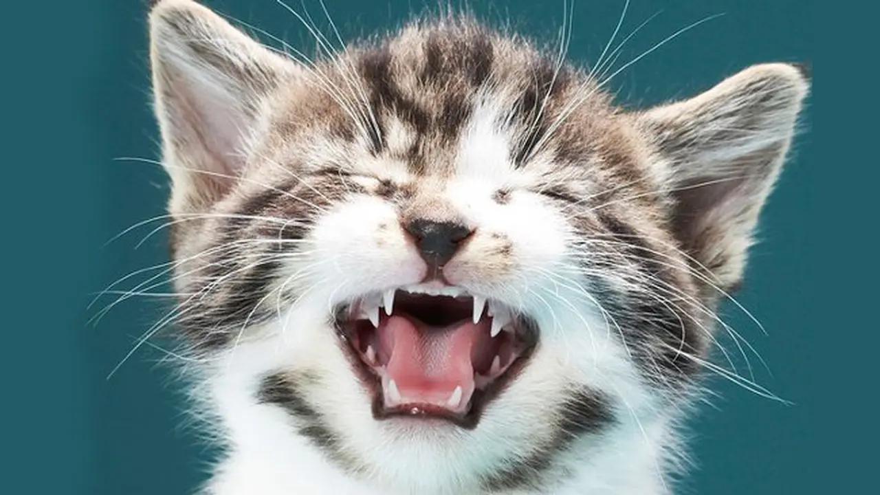 Hari Kucing Sedunia, Urban Outfitters Bagi-bagi Kucing ke Pembeli