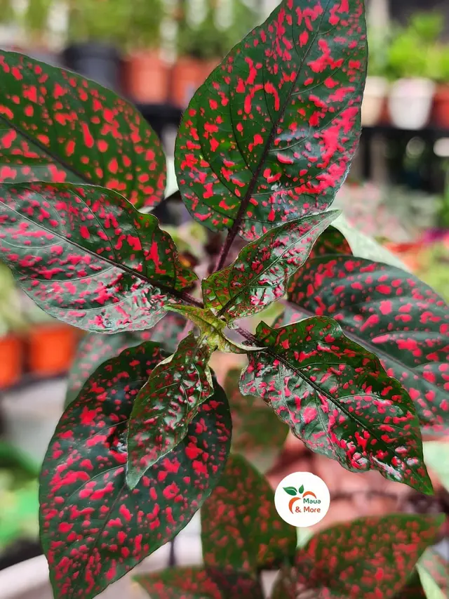 Hypoestes Phyllostachya (Polka Dot Plant)