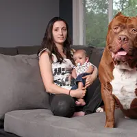 Pitbull, anjing yang besar ini bisa menjadi penjaga sekaligus pengasuh bayi. | Sumber Foto: thesun.co.uk