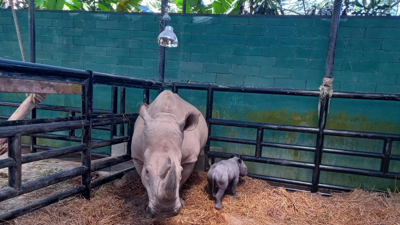 Badak Putih Afrika melahirkan anakan baru pada Jumat (7/4/2023) sekitar pukul 19.59 WIB.